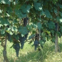 wijnstreek Monferrato in Piemonte