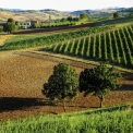 Rondreis door Noord italie - druiven velden