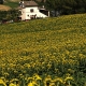 Italy Villas 