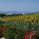 Molise