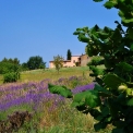 Agriturismo Monterosello - lavendel velden