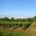Agriturismo La Chiusetta - omgeven door wijngaarden