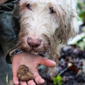 truffels worden door speciaal getrainde honden gevonden