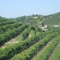wijnstreek Monferrato in Piemonte