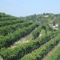 Piemonte - wijngaarden 