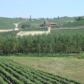 Piemonte - wijngaarden