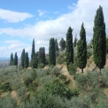Toscane - cipressen