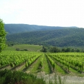 Agriturismo L'Impostino omgeven door wijngaarden