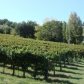 Montefalco - wijngaarden