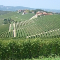 wijngaarden Monferrato