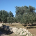 typerende kenmerken: olijfbomen en stenen muurtjes