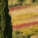 wijnvelden Val d'Orcia