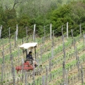 wijngaarde bij Tenuta Il Sassone