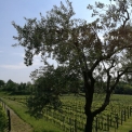 Agriturismo l'Uva e le Stelle - naast de wijngaarde 